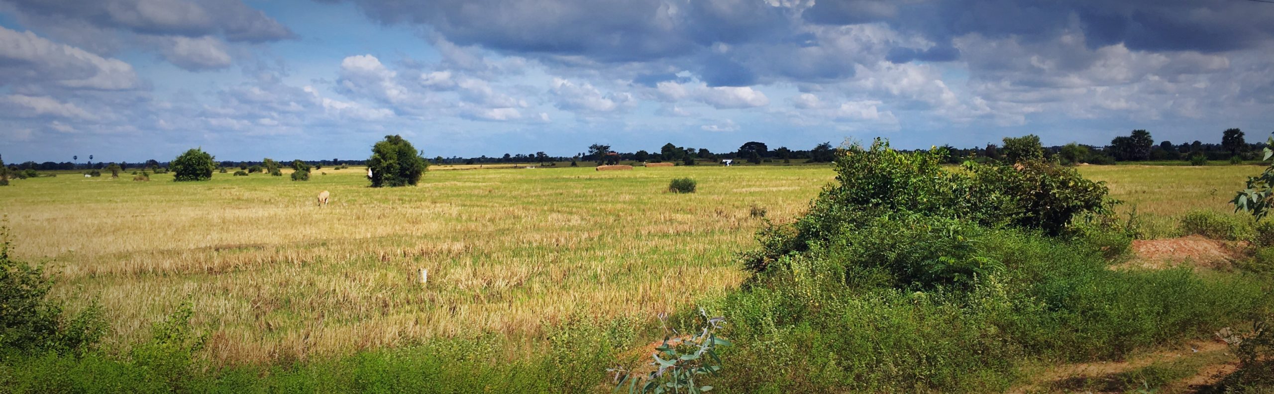 Au milieu des rizières…