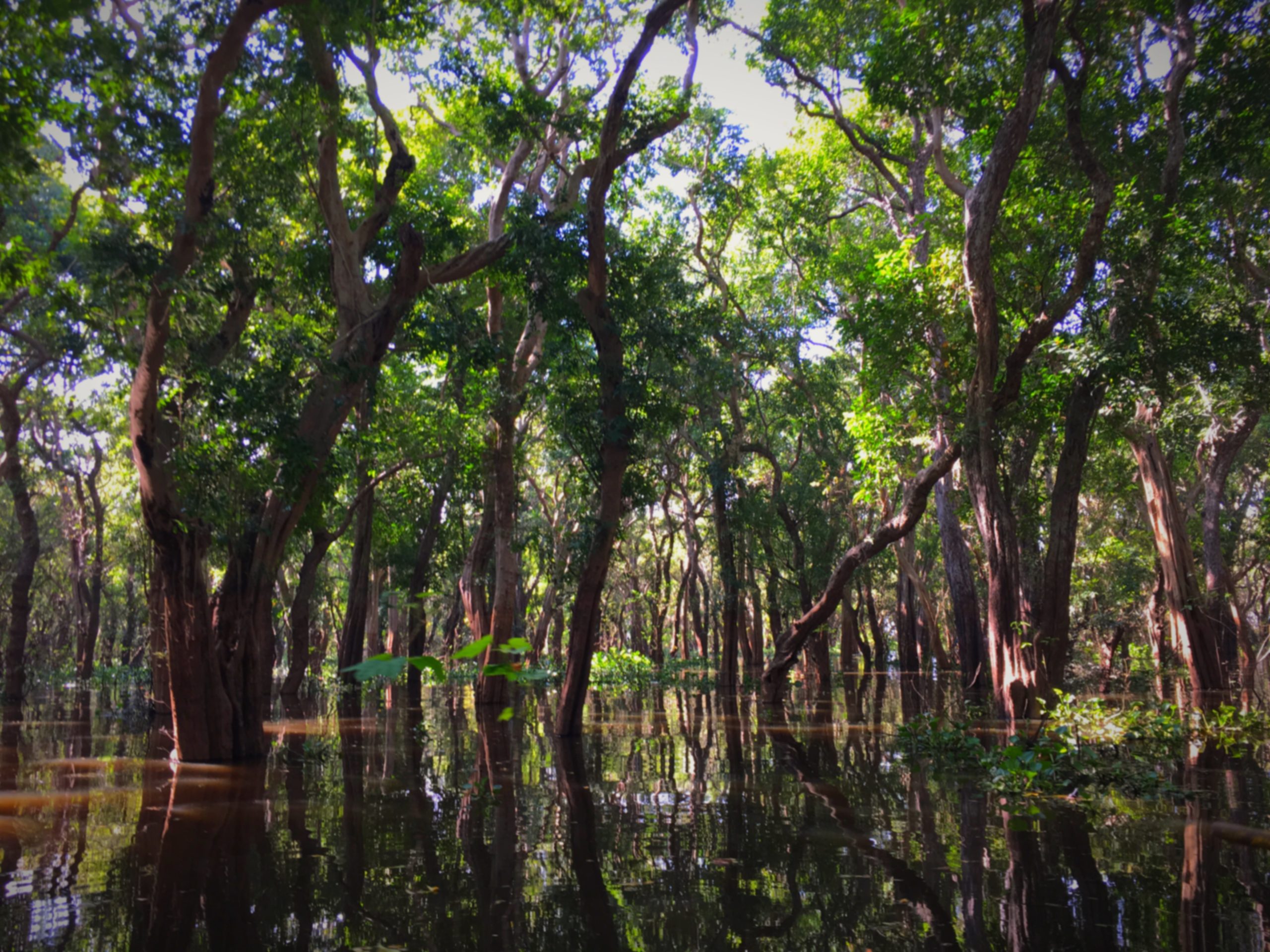 En pirogue dans la mangrove