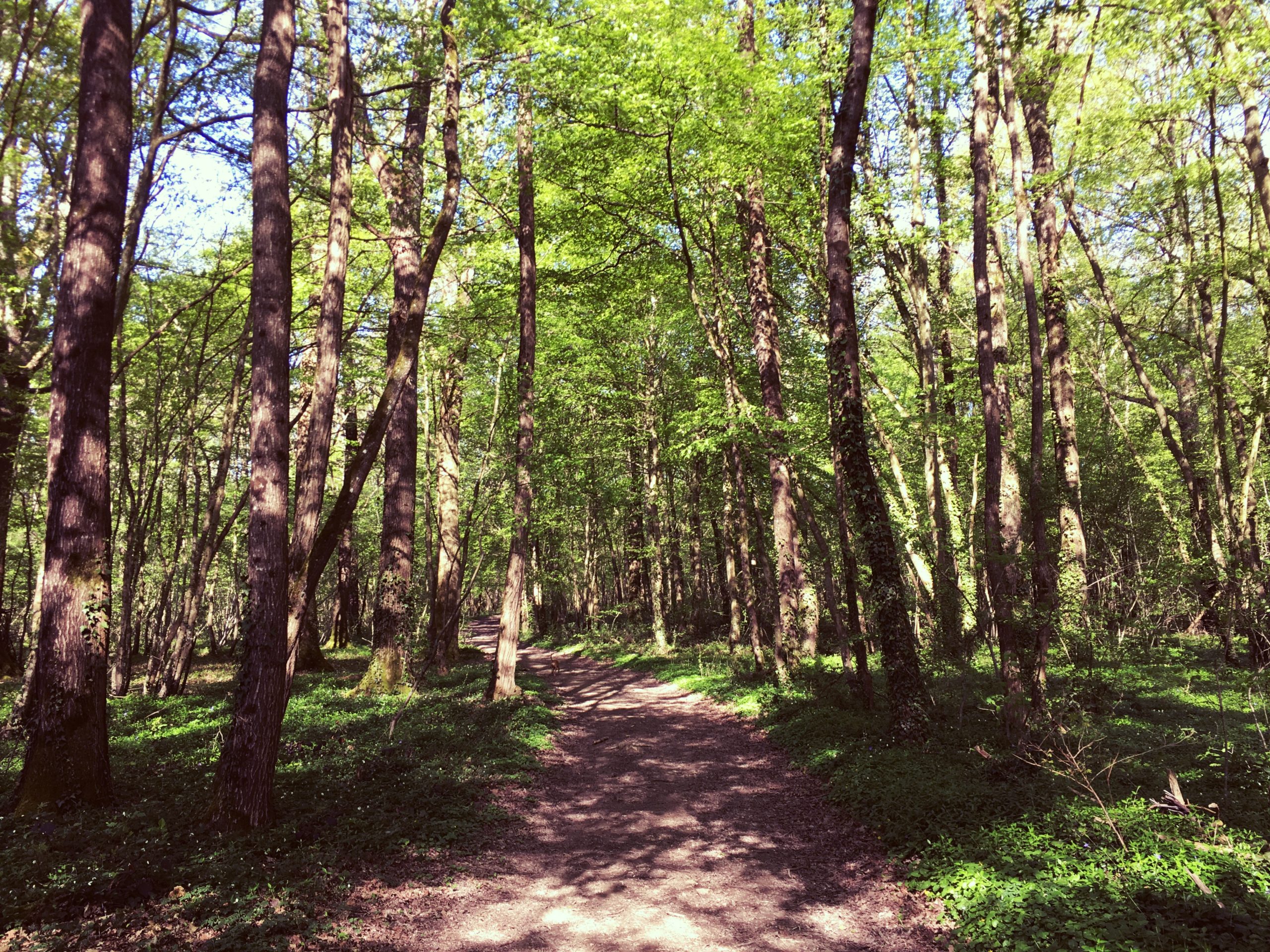 Le sous bois au printemps