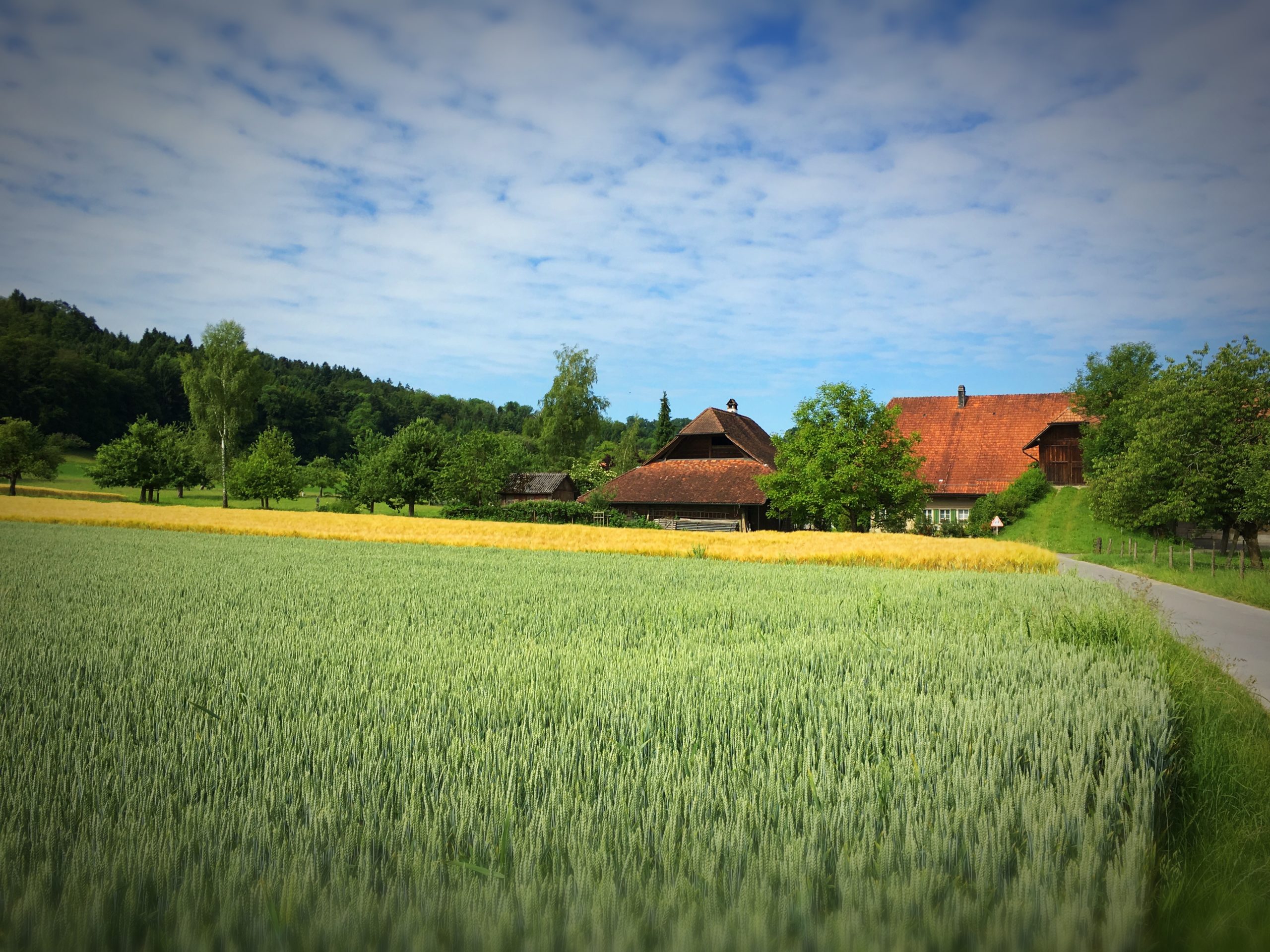 Dans la campagne bernoise