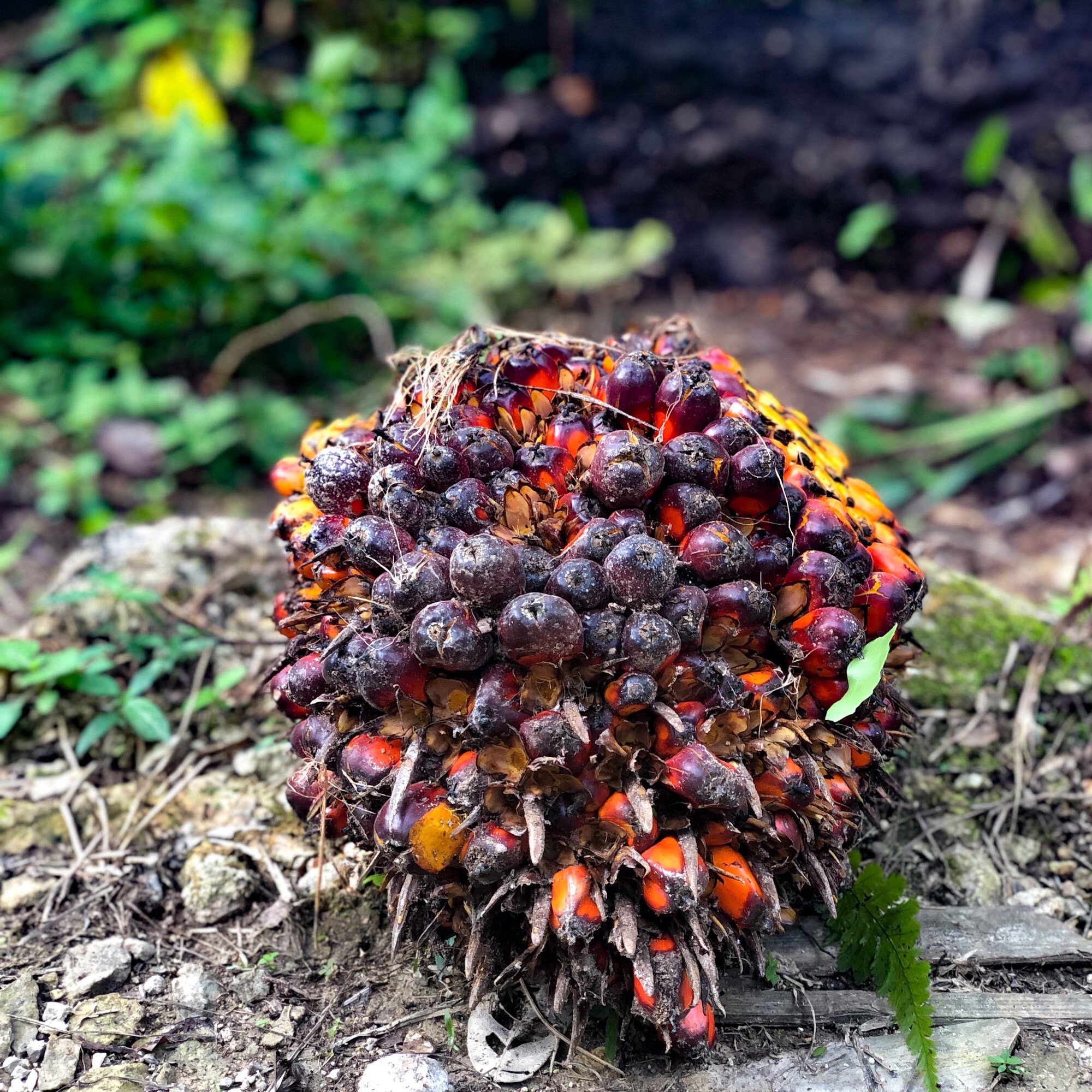 Pas de palme, pas de Nutella