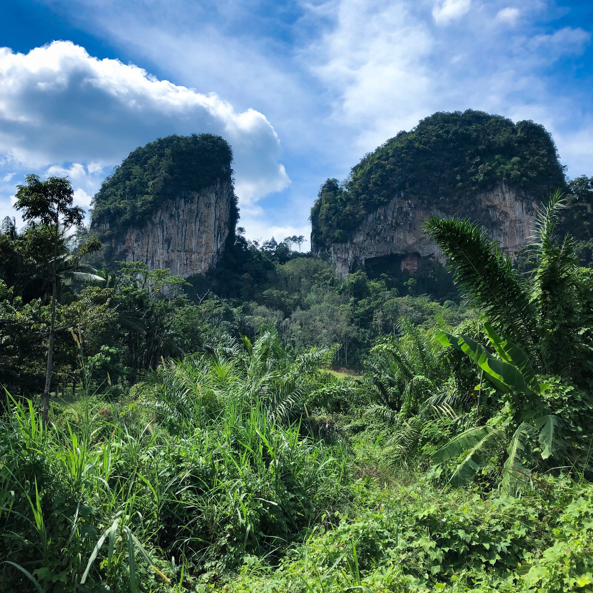 Des falaises et la jungle