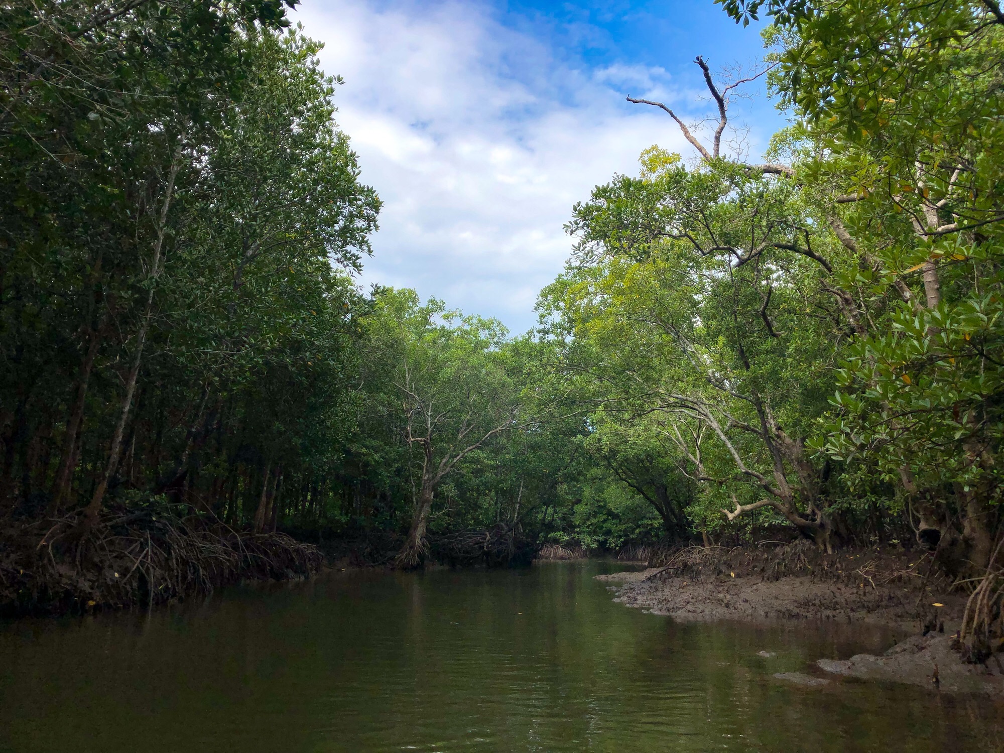 Elle est belle la mangrove !