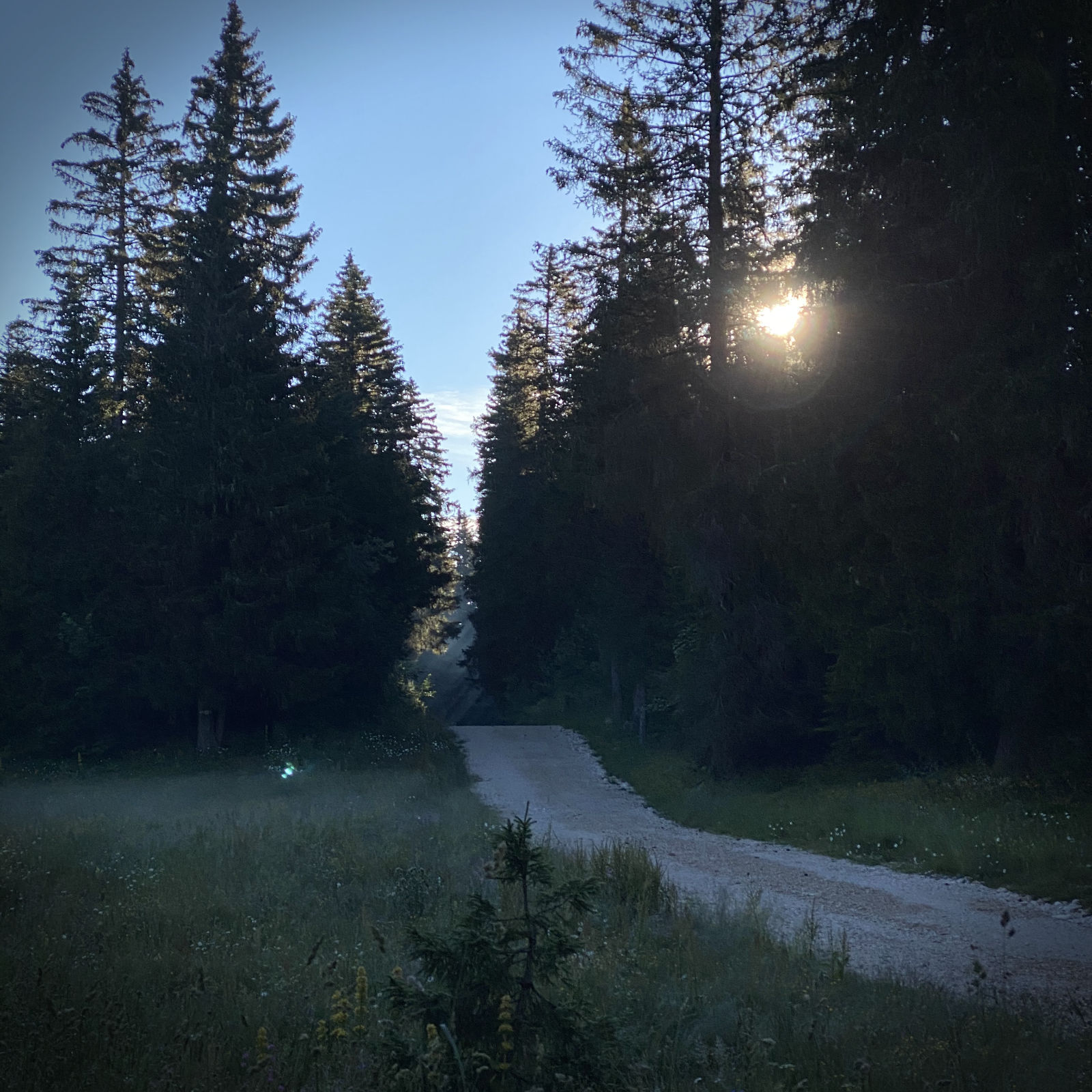 La forêt au lever du jour