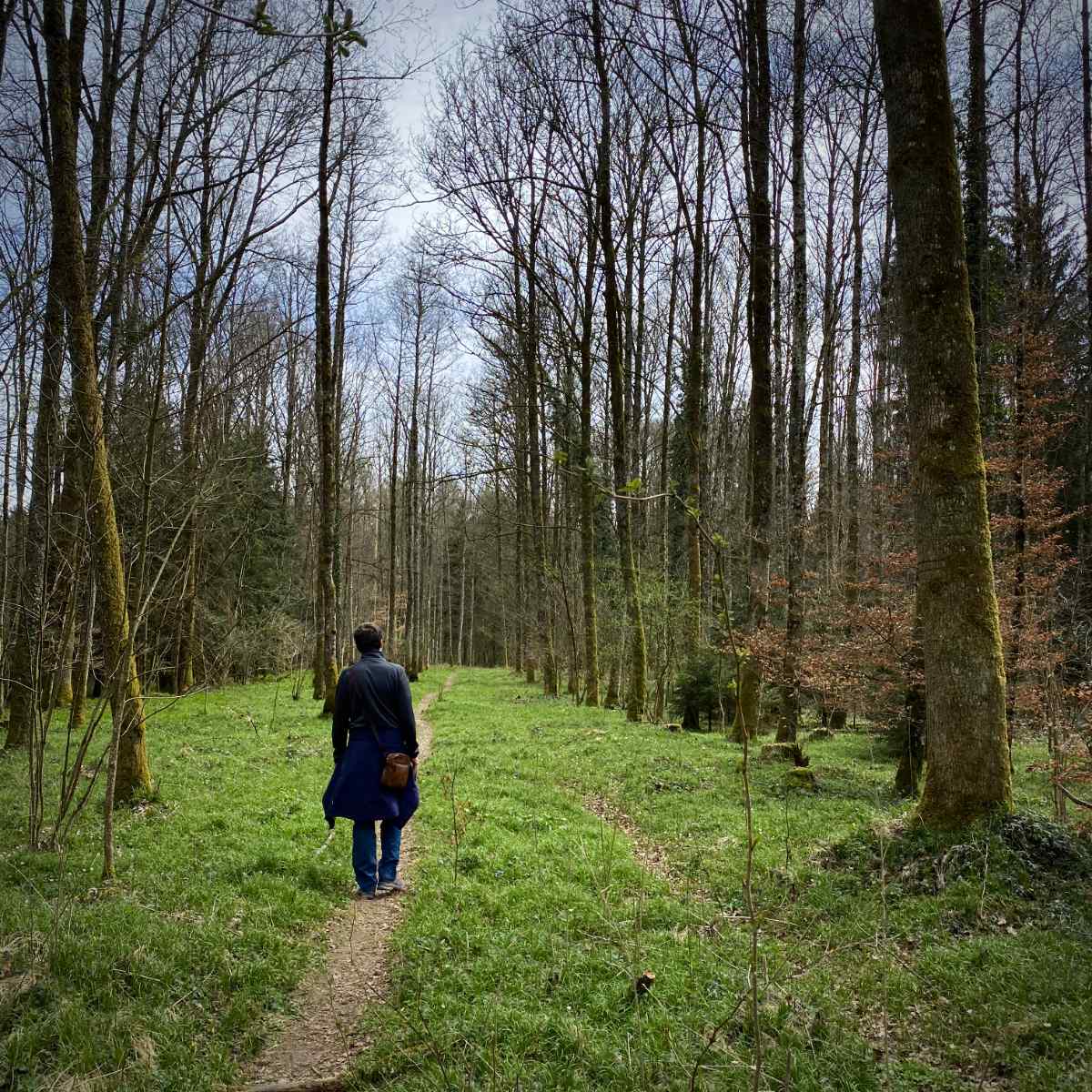 La voie de la forêt