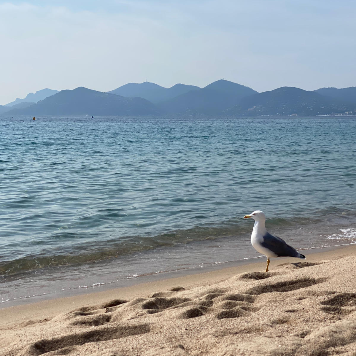 Mouette ou goéland ?