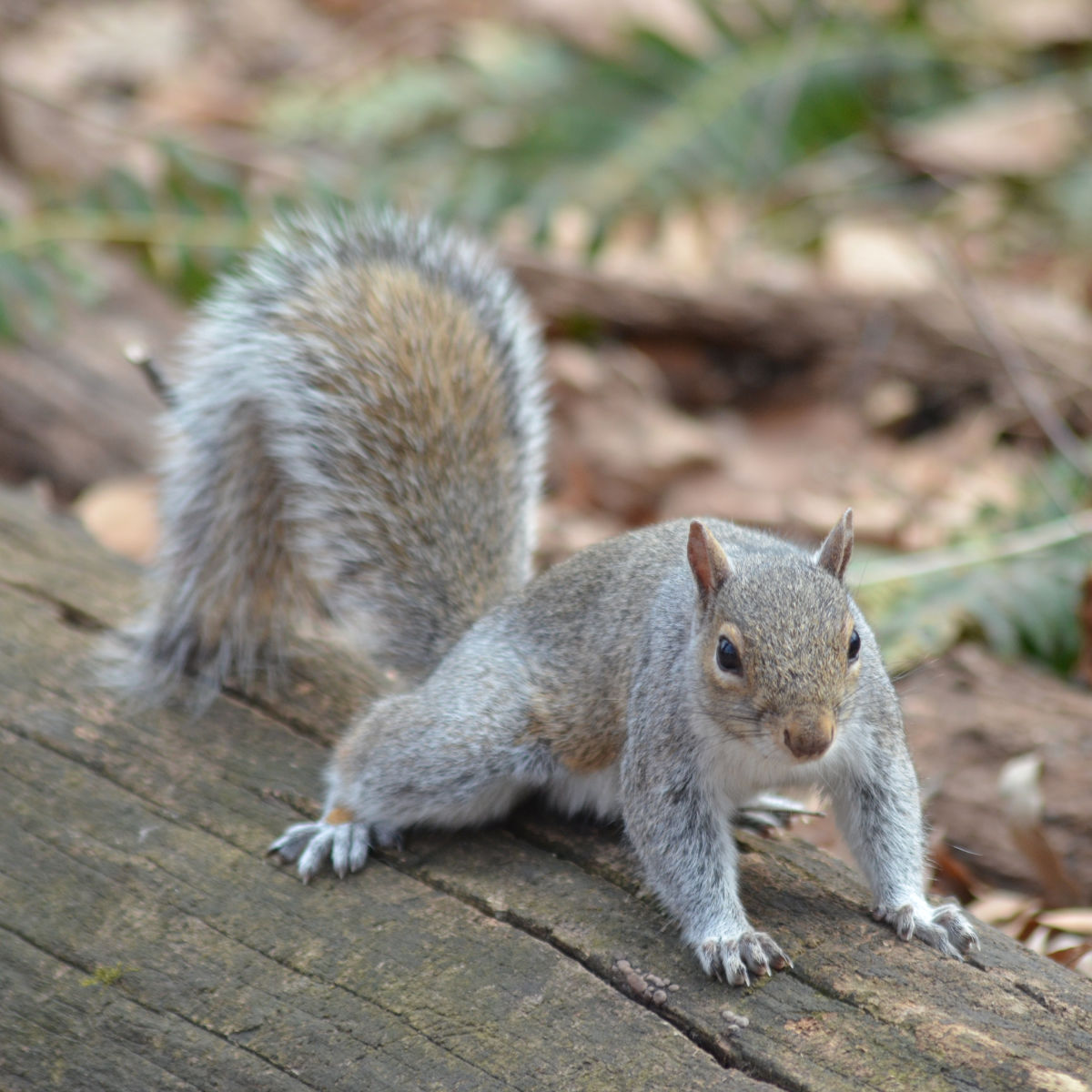 File-moi ta noisette !