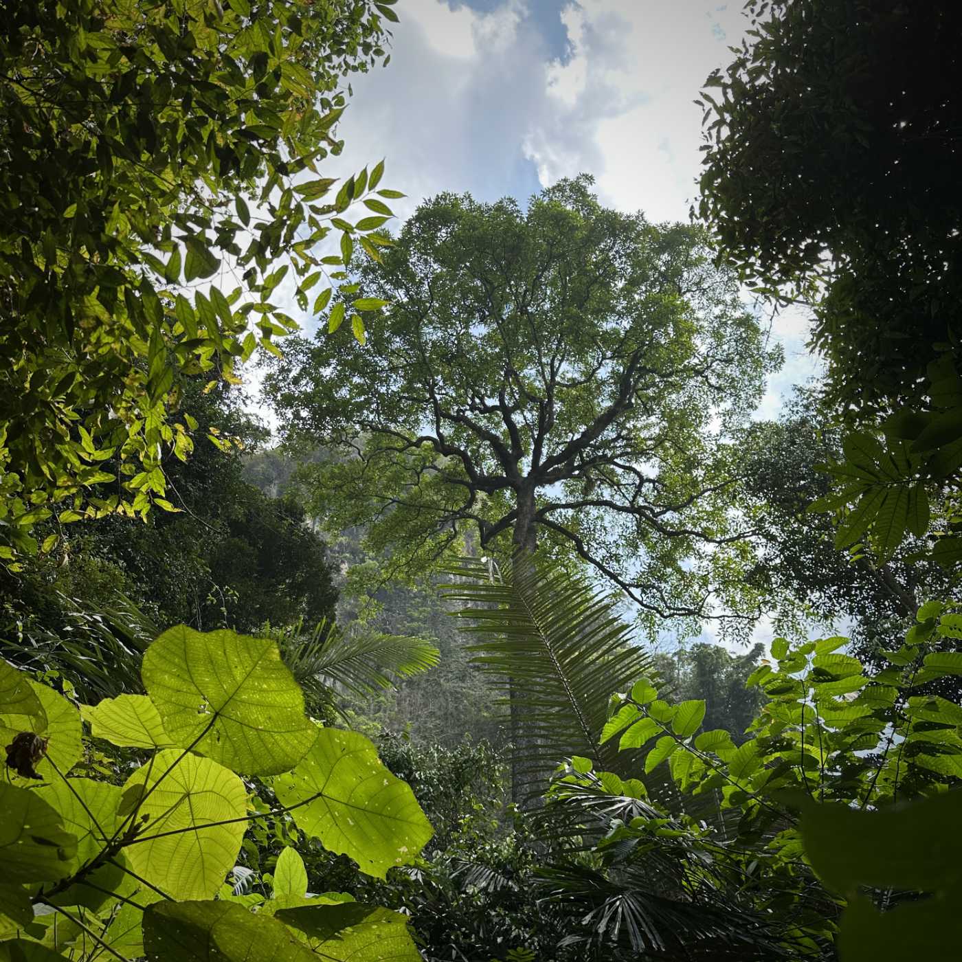 La canopée du Wonderland