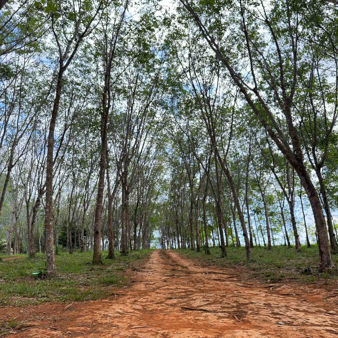 Plantation d’hévéa