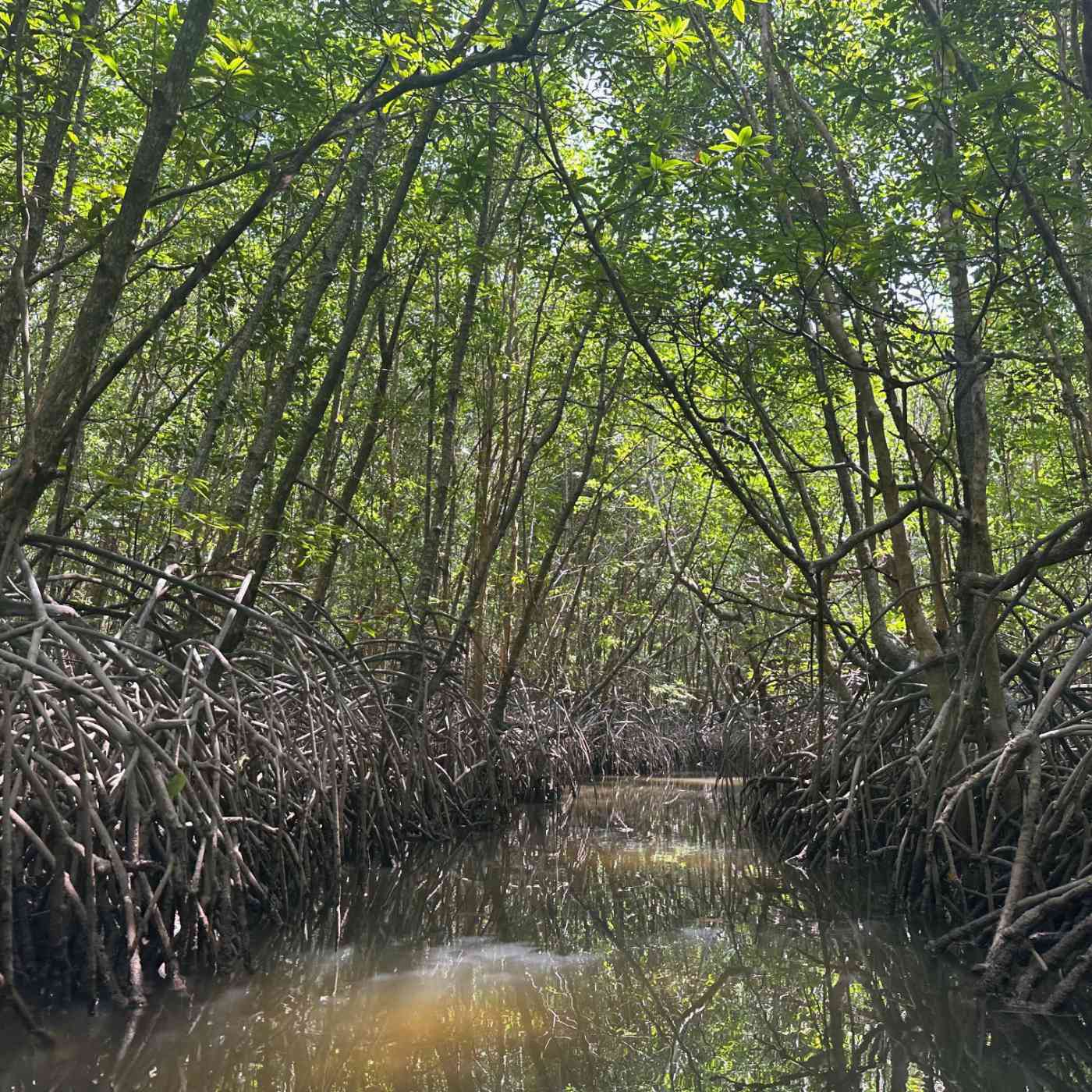 Exploration de la mangrove