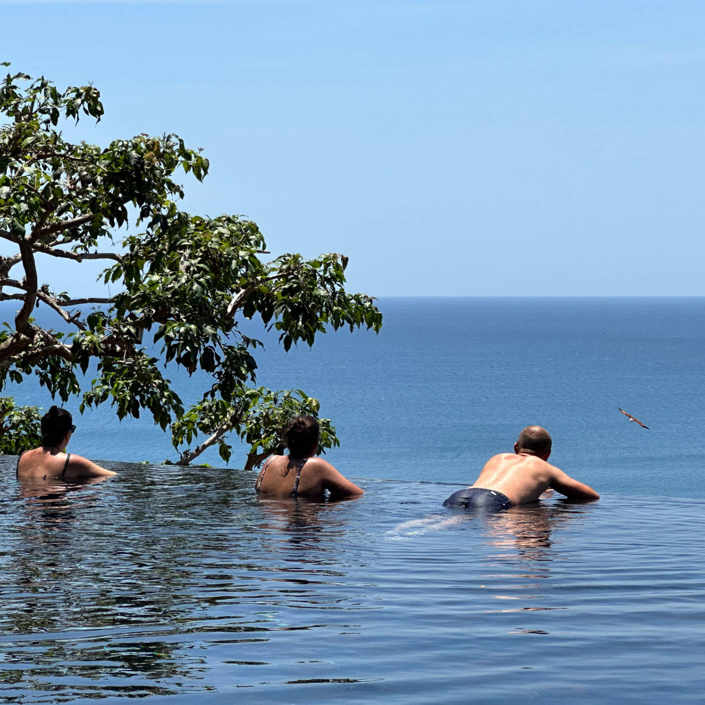 L&rsquo;aigle du paradis