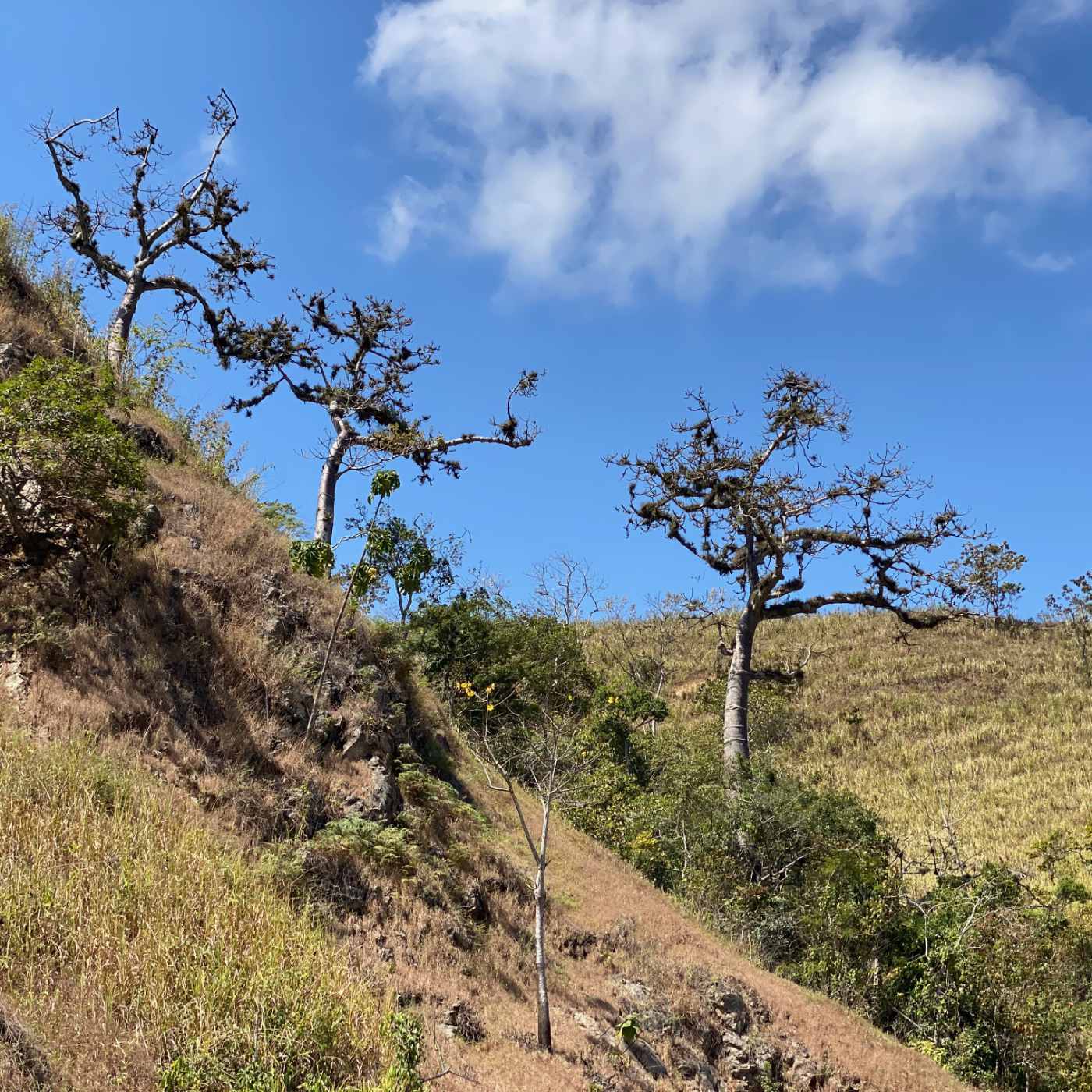 Scène d&rsquo;El Tigre