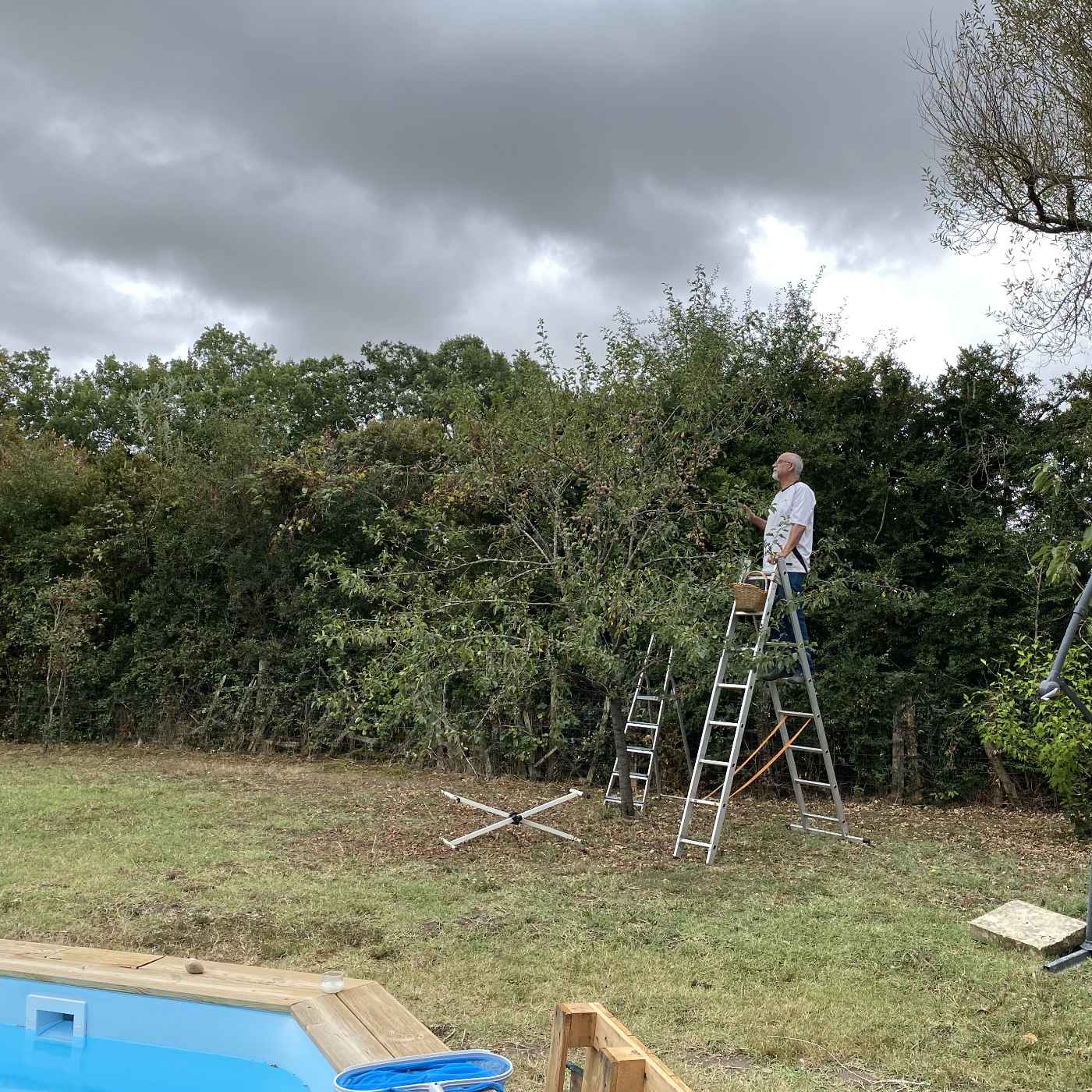 Chope les mirabelles avant l&rsquo;orage !