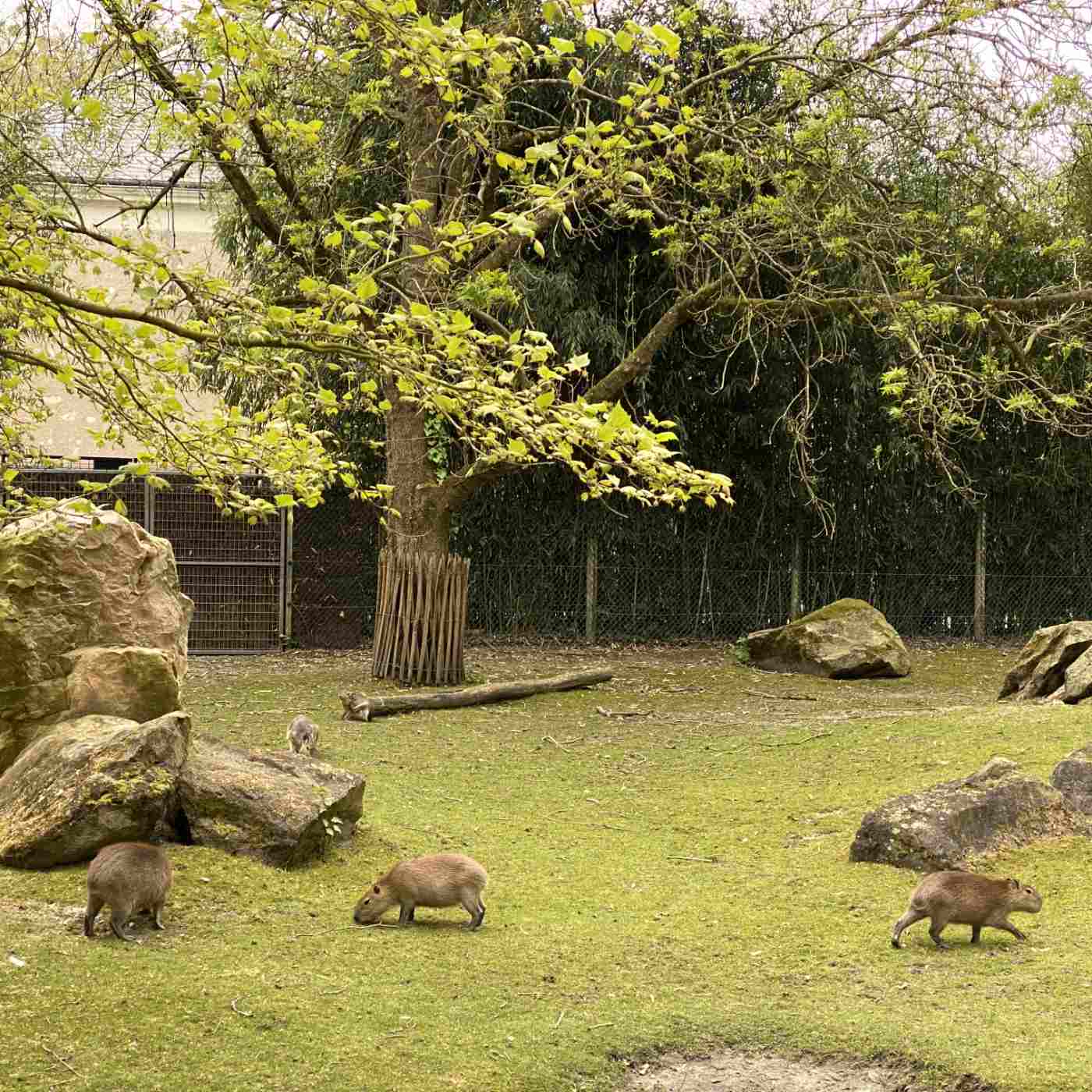 Capybara, Capybara !