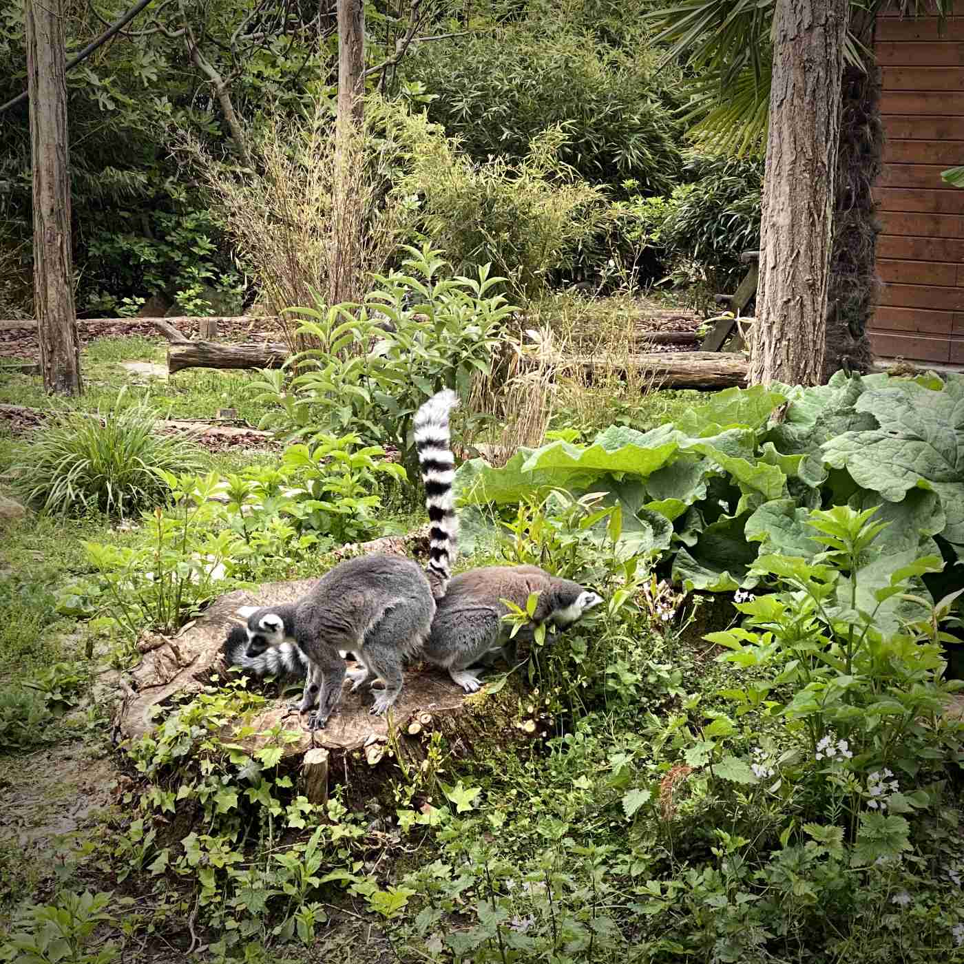 I like to move it, move it