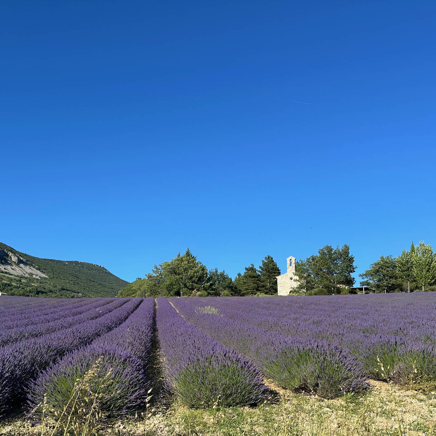 Les lavandes de la Drôme
