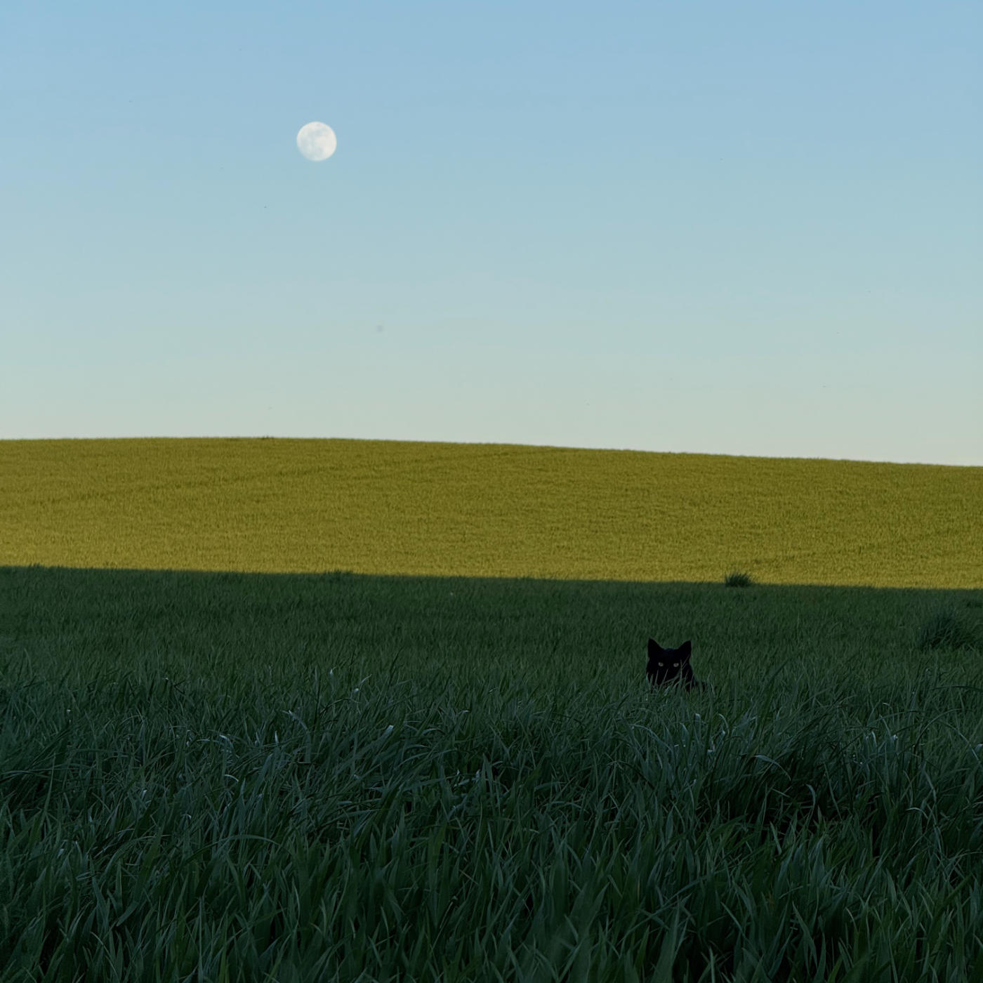 Un chat sous la lune