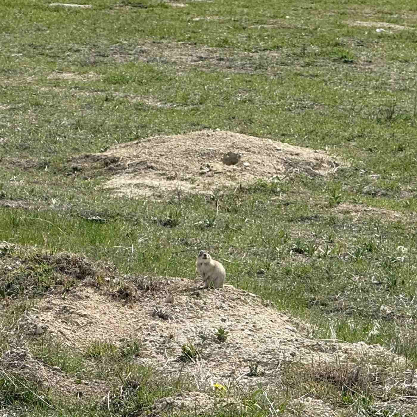 Souslik, la petite marmotte turque