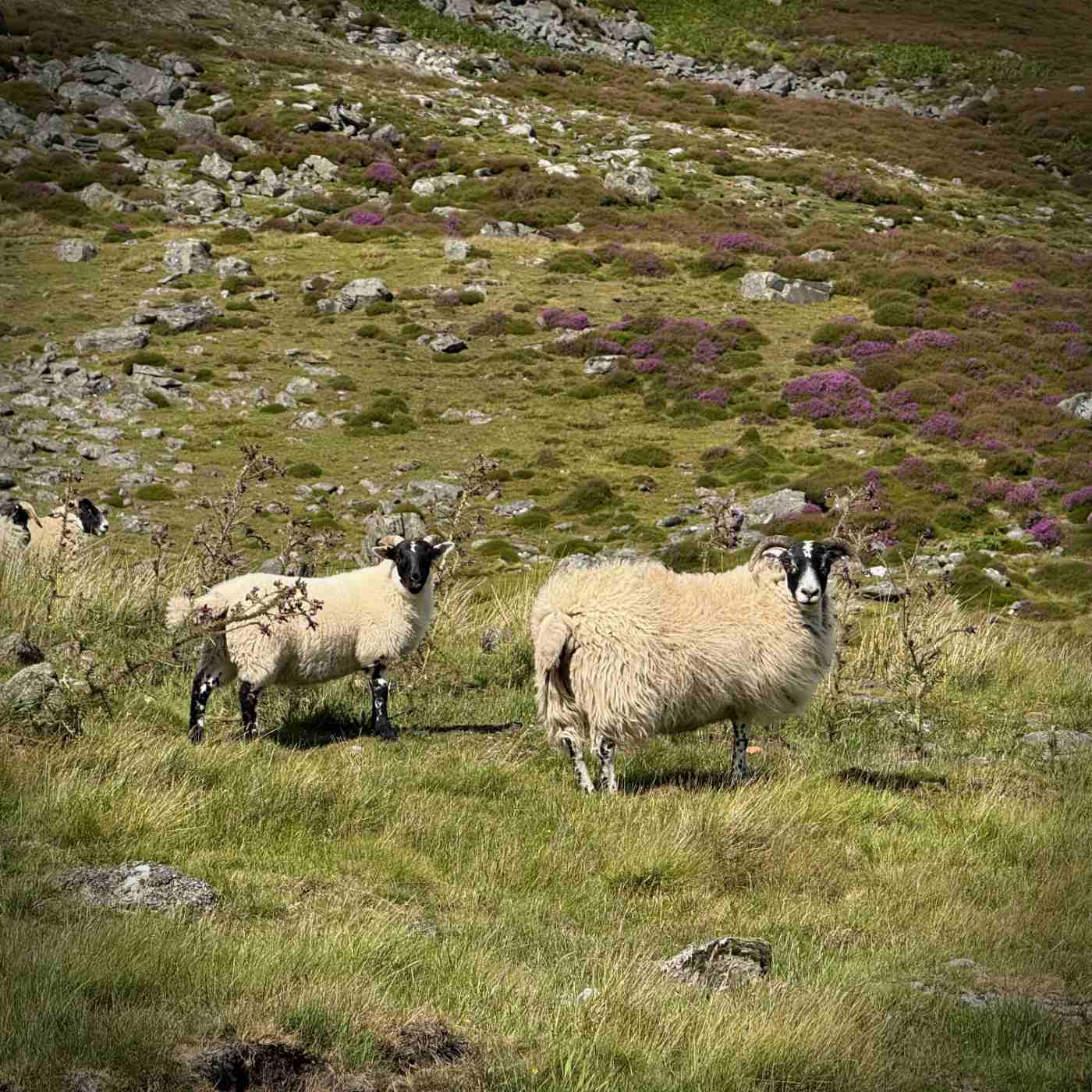 En parlant de moutons…