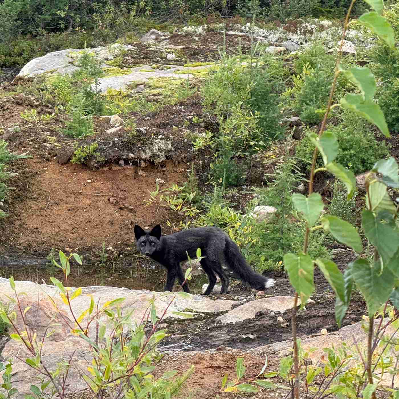 Bonjour les amis géologues