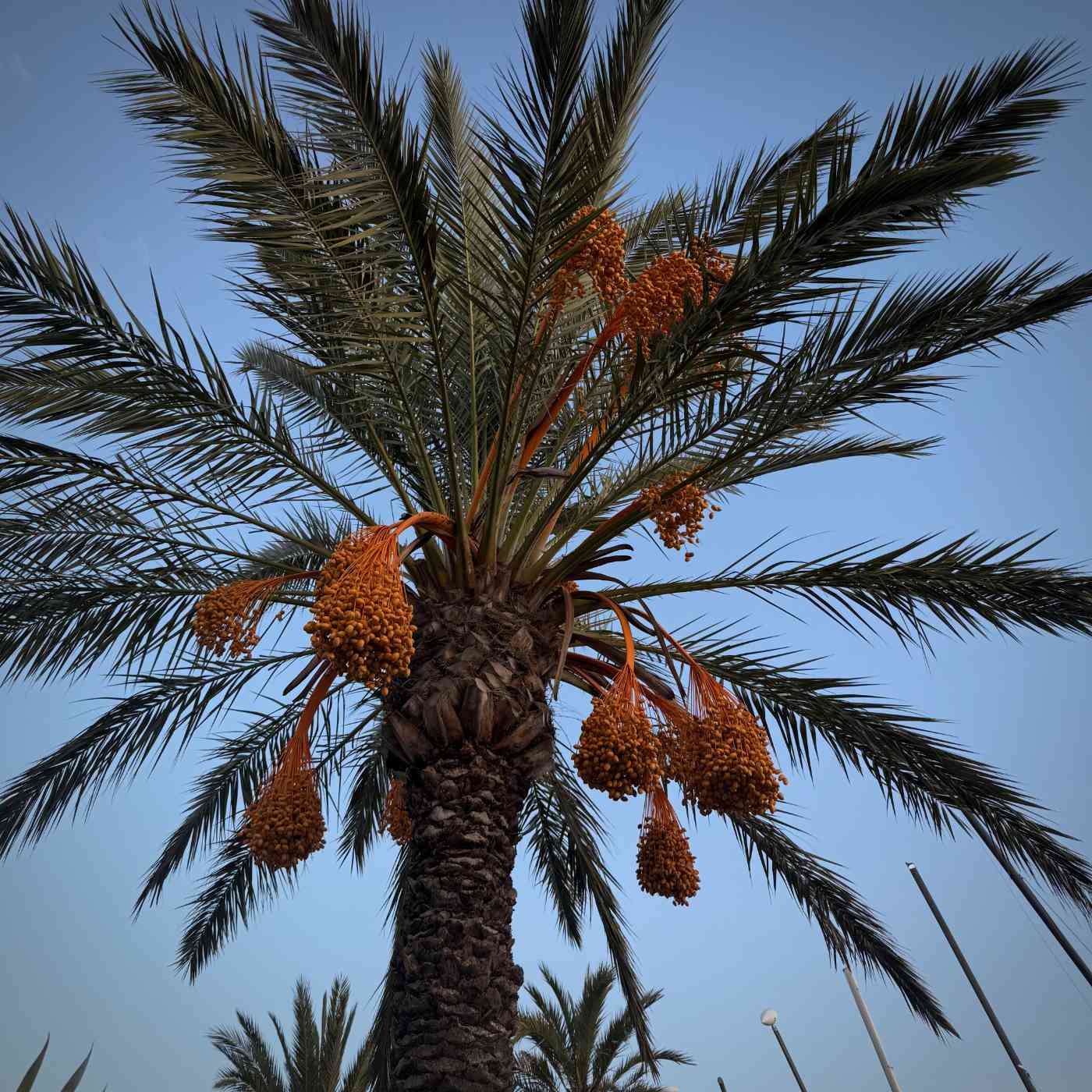 Un palmier qui a des boules