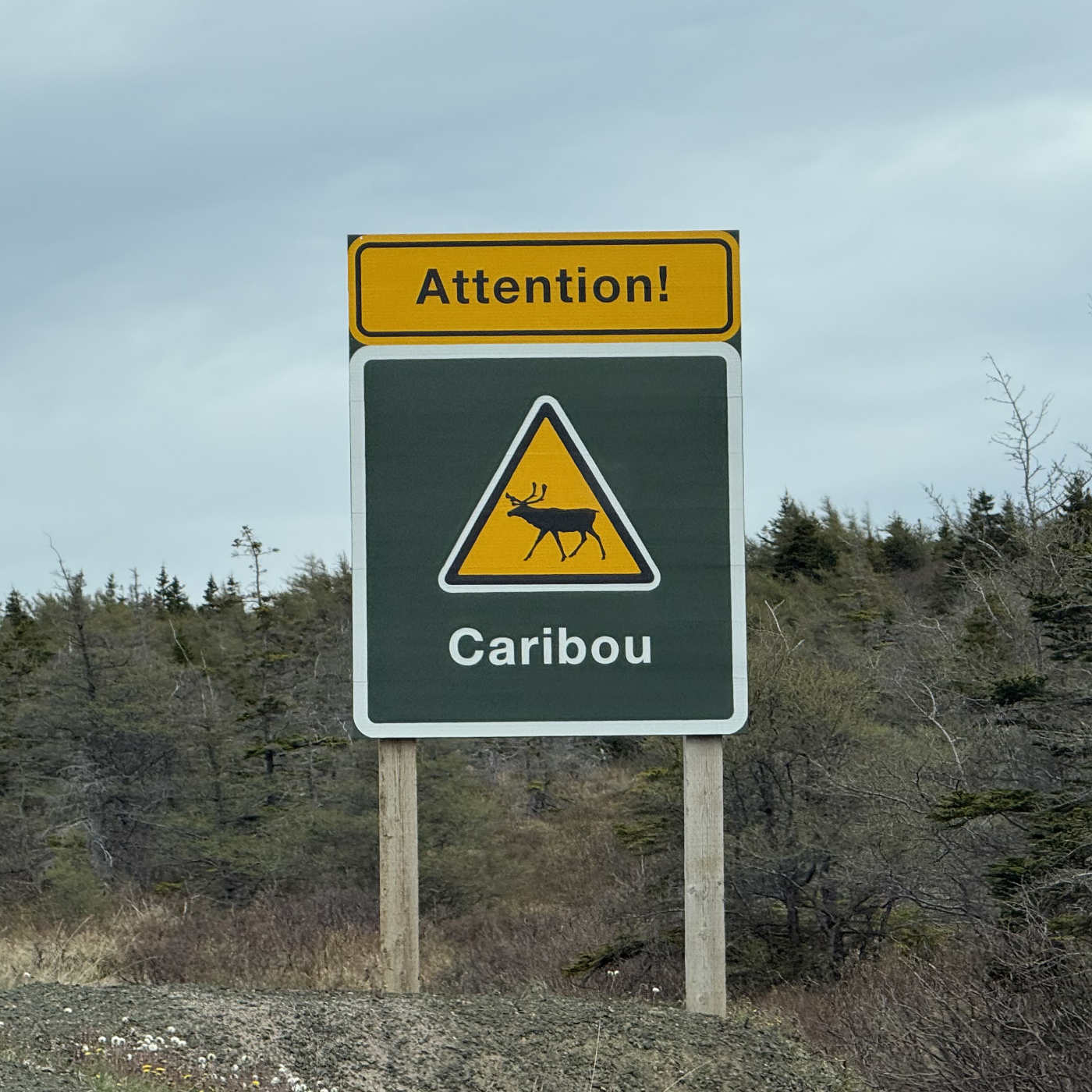 Pas que le moose dans la vie