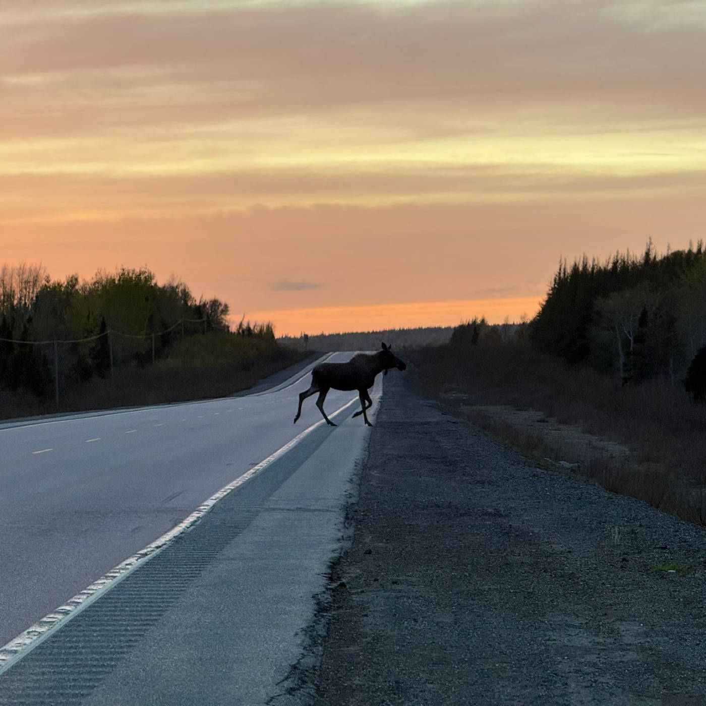 Be aware of moose!