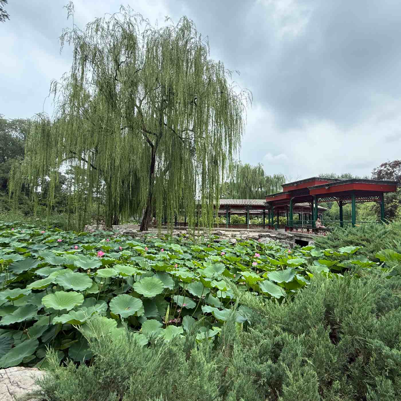Le pavillon des pivoines