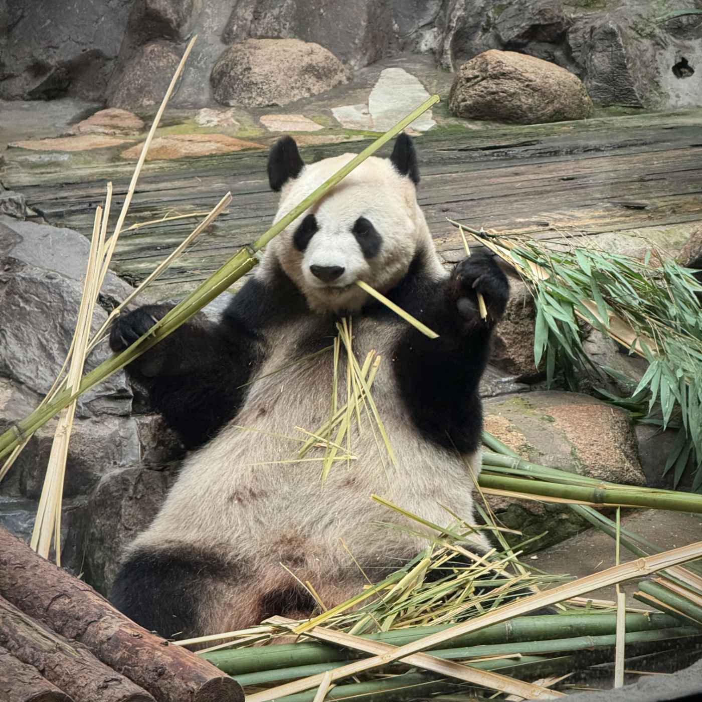 Une faim de panda