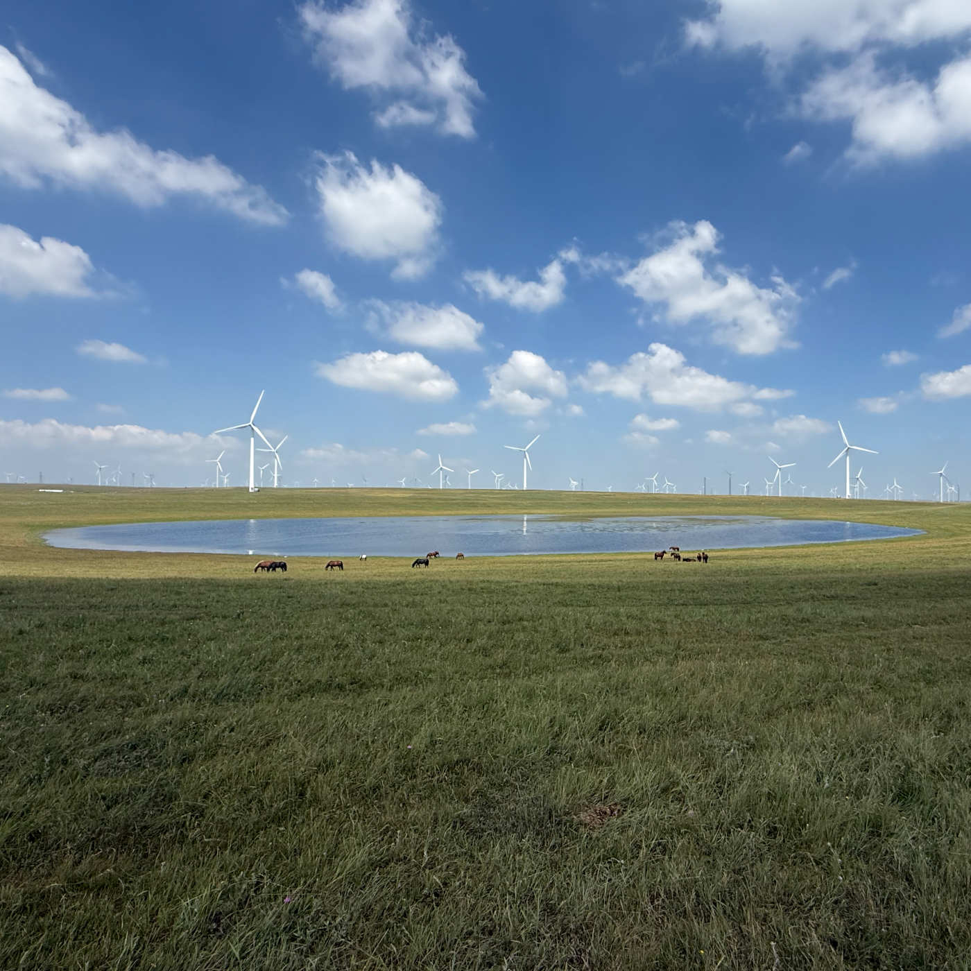 Les prairies écologiques